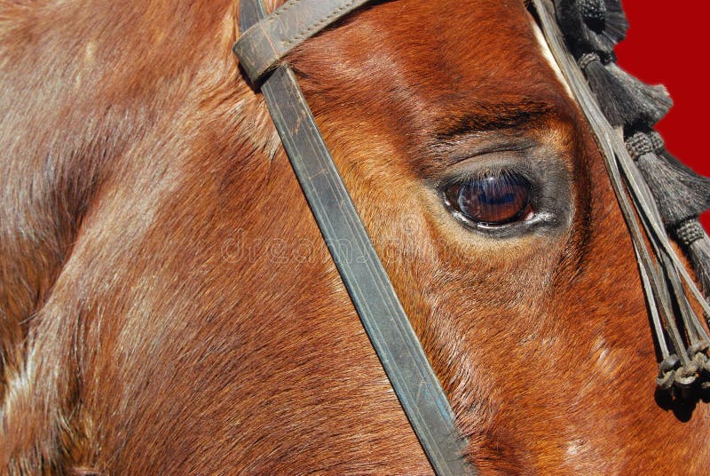 Horse eye stock photo. Image of animal, detail, lashes 13746660