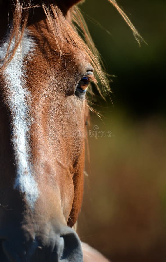 Horse eye