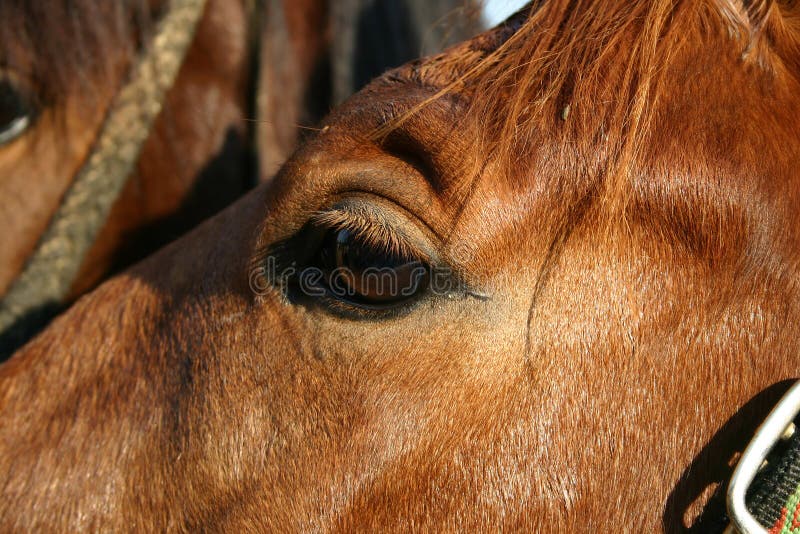 Horse eye