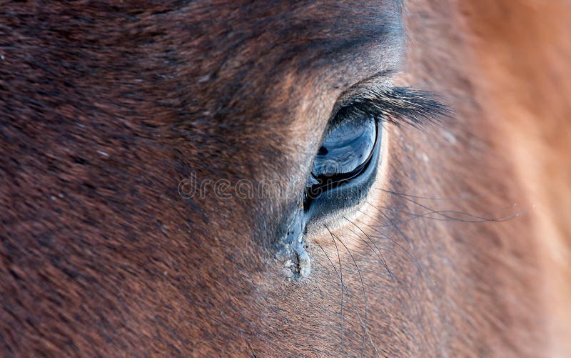 Horse`s eye stock image. Image of eyehorse, equestrian 108055395