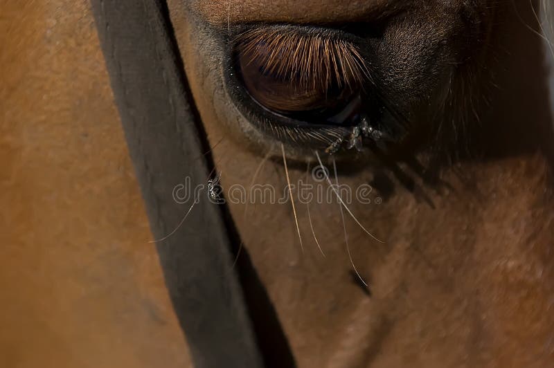 Horse eye close up stock photos Horse eye close up stock photos