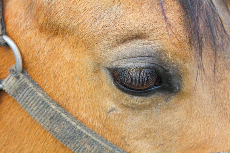 Horse eye, macro photo stock photo. Image of face, breed 118432390