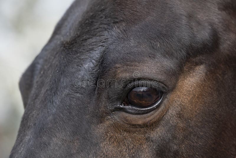 Horse Eye Closeup. Portrait of a Brown Horse Eye Stock Photo Image