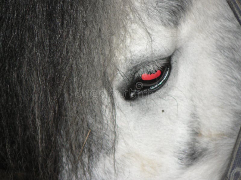 Horse eye stock photo. Image of macro, pony, horse, reflection 43544402