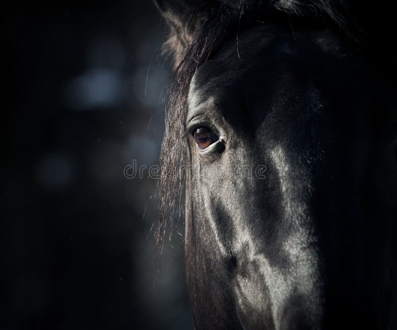 Horse eye in dark