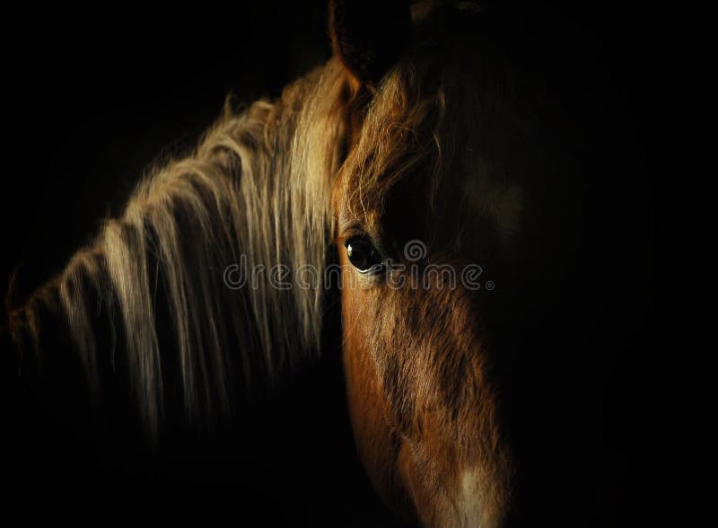 Horse eye in dark stock photo. Image of tranquil, staring 27973188