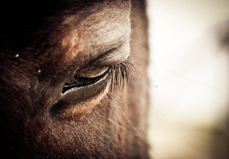 Horse Eye