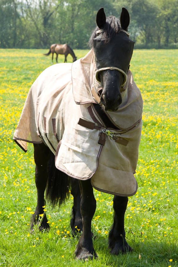 Horse With Eye Protector And Jacket Stock Photo Image of veterinarian