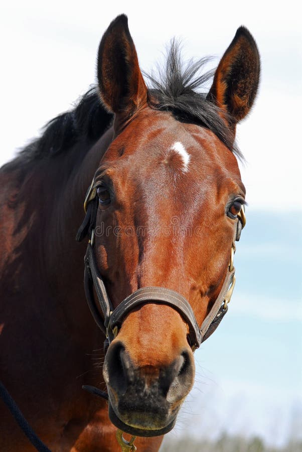 Horse Face stock images