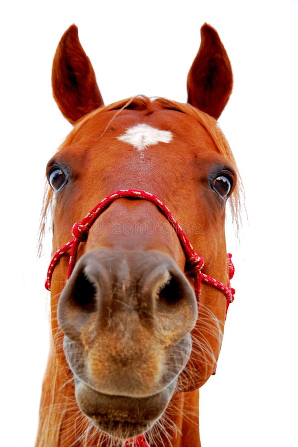 horse-face-7335957.jpg