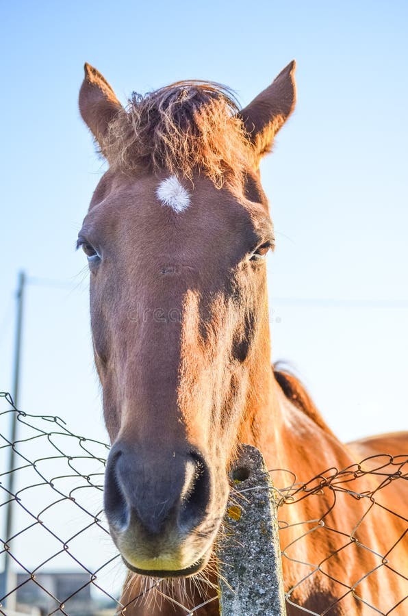 Horse Face stock photo. Image of nose, horse, pasture 65146008