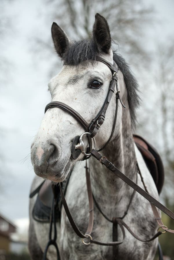 Horse face. stock image. Image of bridle, face, riding 146617343
