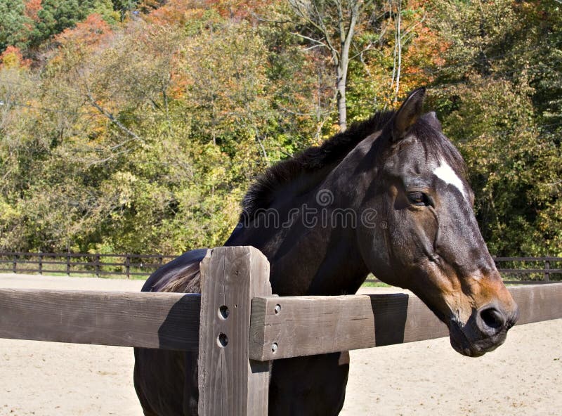 Horse in Fall