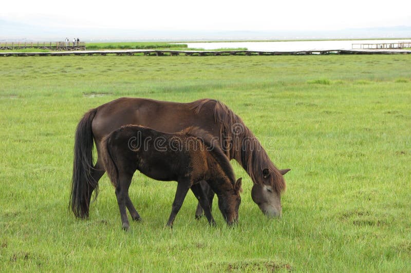 The horse family