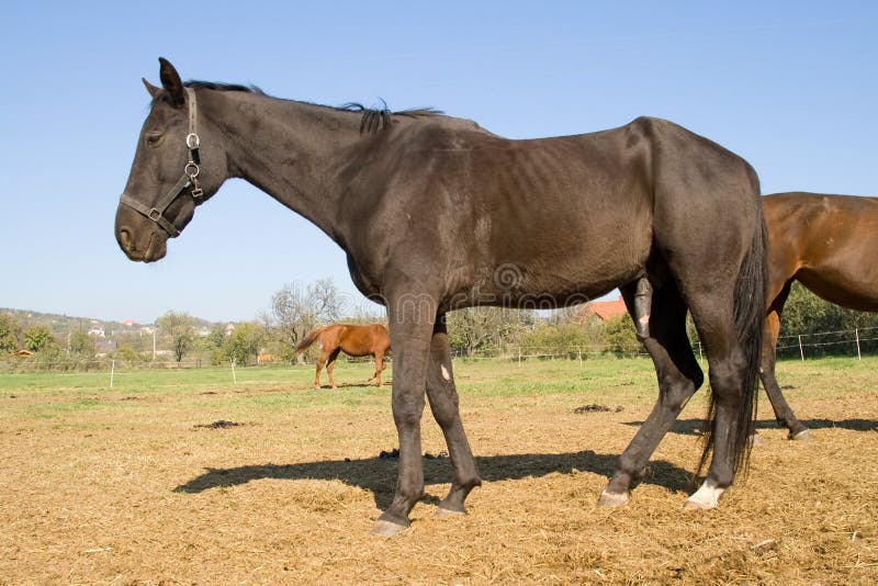 Horse Farm. Picture Image 3445726