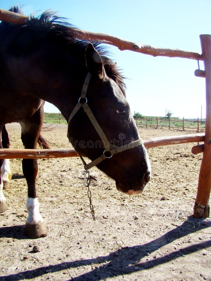 Horse farm stock image. Image of interaction, stallion 128629065