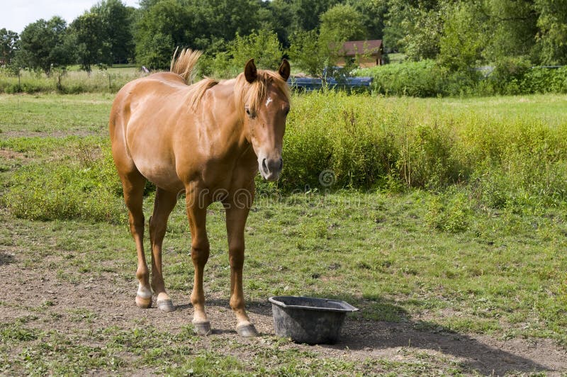 Horse on Farm in Iowa stock image. Image of farm, sunlight - 10507715