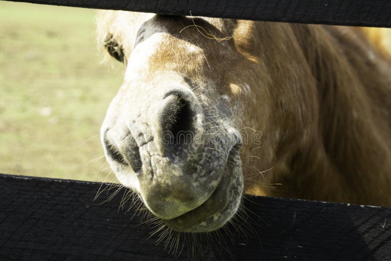 Horse on Farm in Iowa stock image. Image of farm, sunlight 10507715