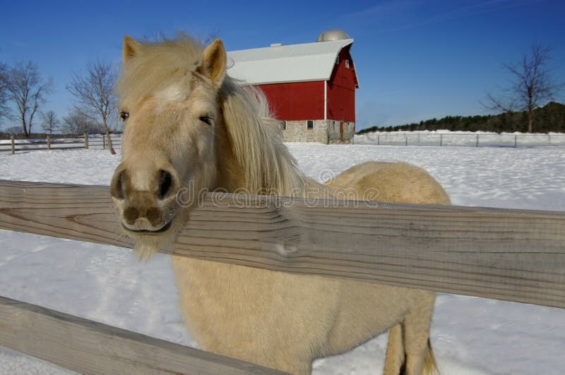 Horse Farm in Winter royalty free stock image