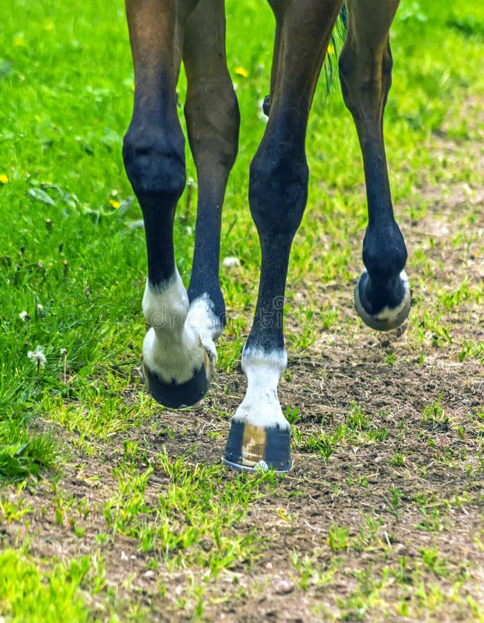Horse Feet closeup stock photo. Image of sports, beauty 218276818