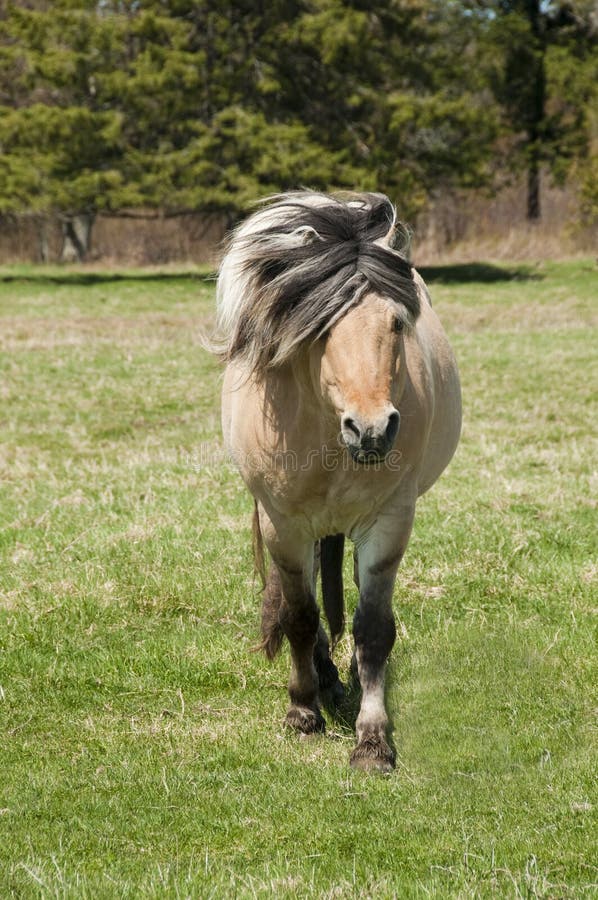 Horse in field