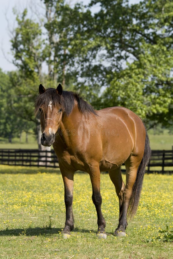 Horse in field