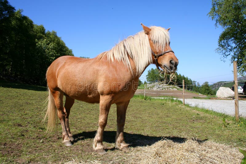 Horse in a field stock images