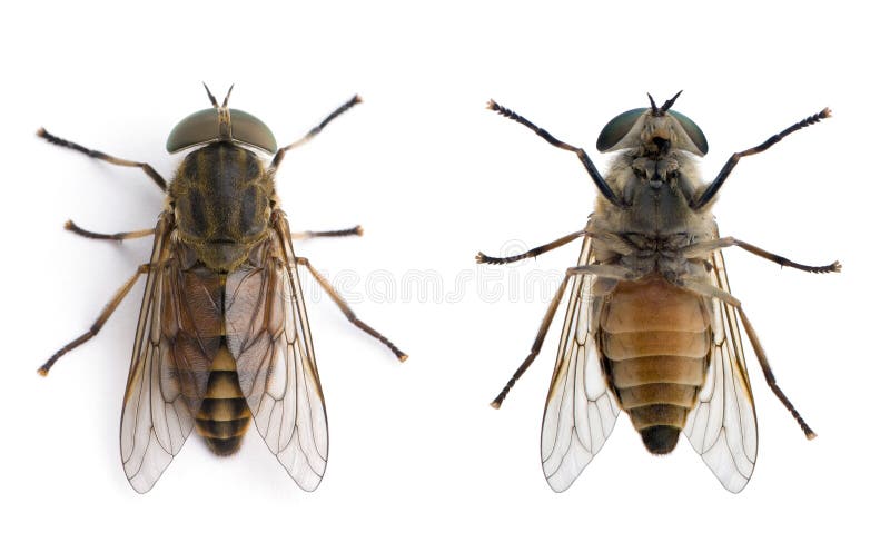 Horse flies in img