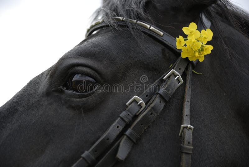 Horse with Flowers in Bridle