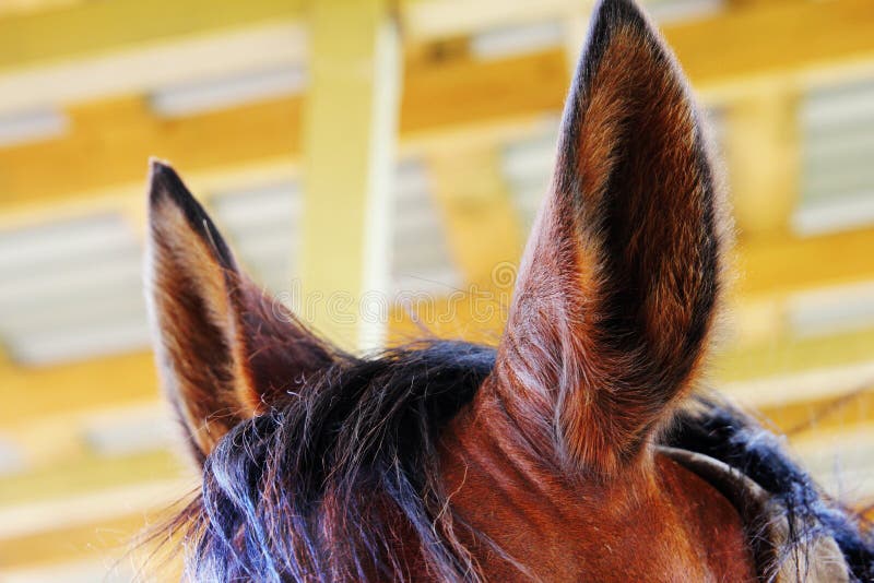 11,915 Horse Ears Photos Free & RoyaltyFree Stock Photos from Dreamstime