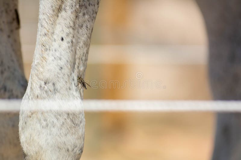 Horse Fly Sucking Blood from the Knee of a Horse Stock Photo Image of