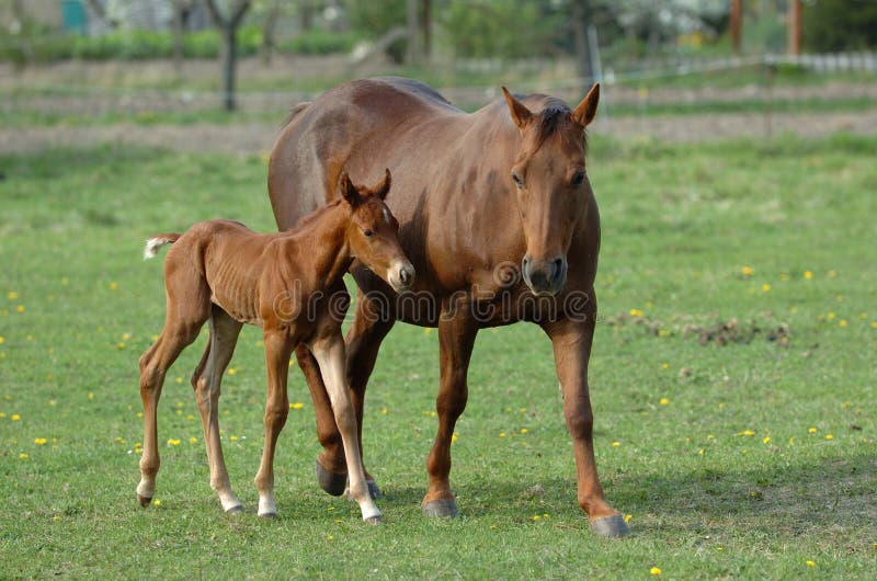 Horse with foal