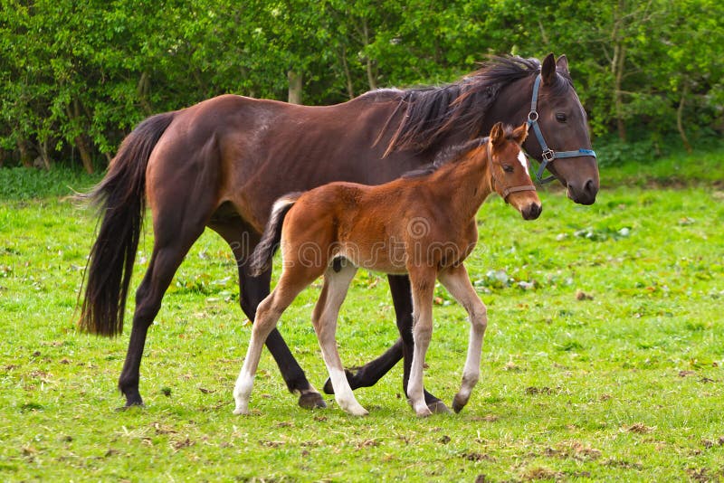 Horse and the foal royalty free stock photography