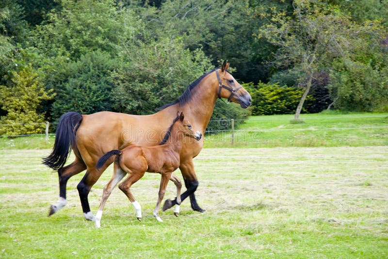 Horse with foal