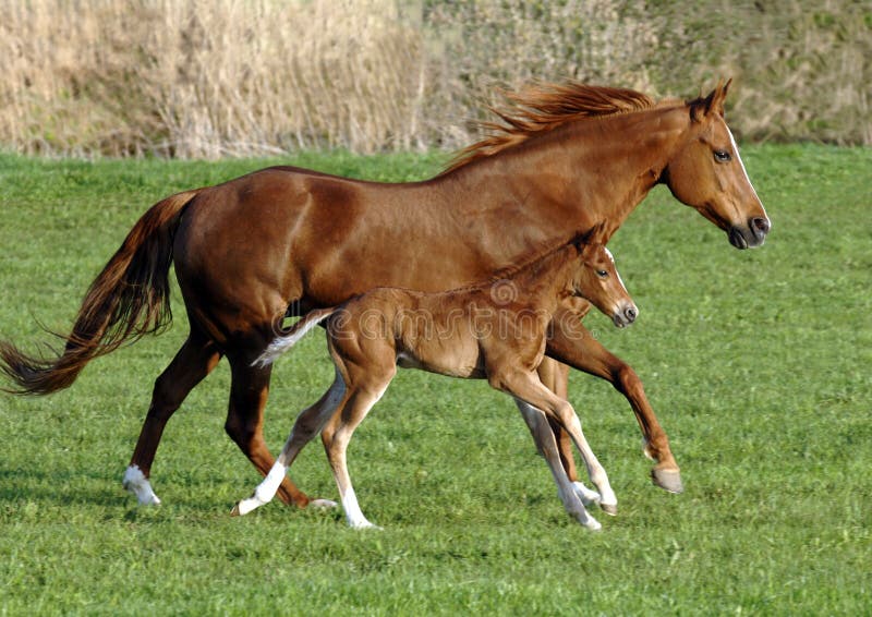 Una cavalla quarter horse e il suo puledro nel galoppo su un prato.