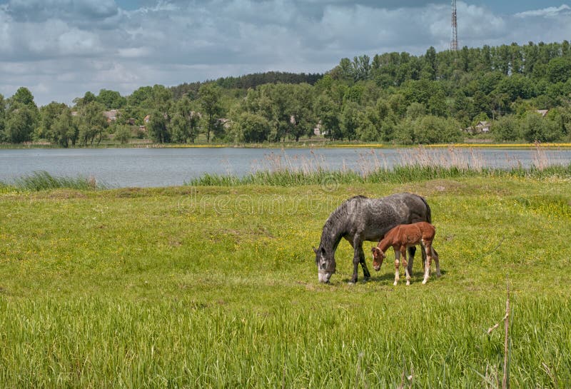Horse and foal on green pasture near lake forest stock photos Horse and foal on green pasture near lake forest stock photos