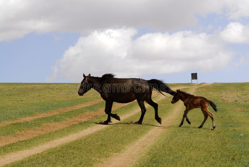 Horse and foal in Mongolia