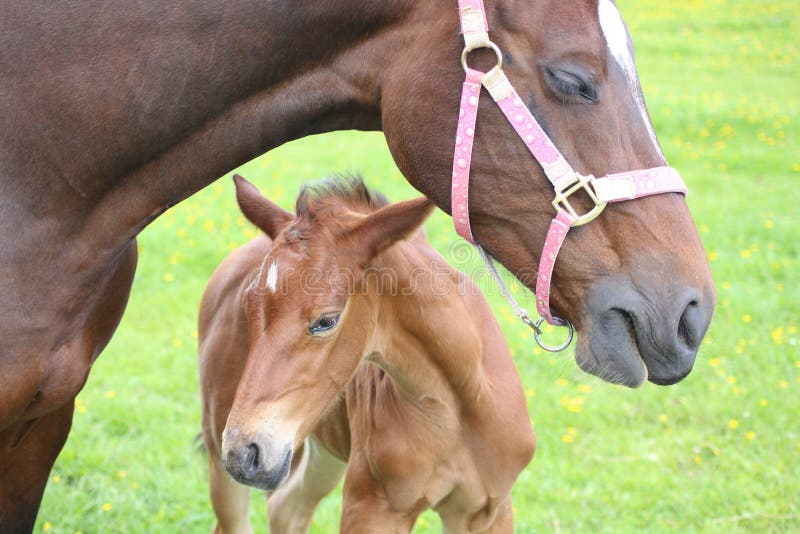 Horse and foal