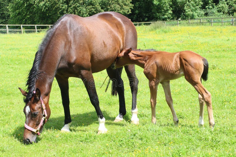 Horse and foal