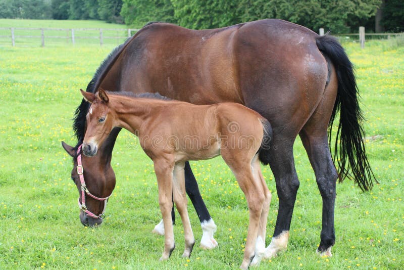 Horse and foal