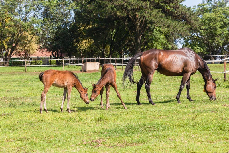 Horse Foals Colt Stud Farm stock image. Image of south 47558025