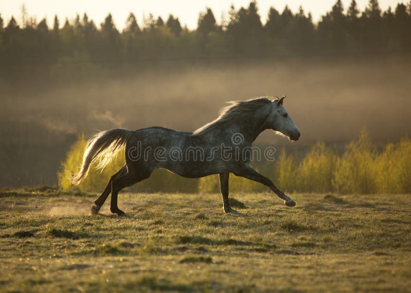 Horse on fog meadow in morning