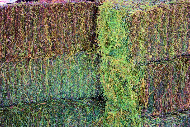 Horse Food Picture. Image 1026951