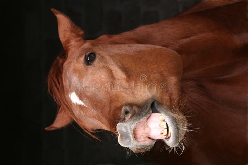Un cavallo con espressione buffa con le sue labbra aperte e mostrando i denti.