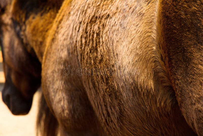 Horse fur stock photo. Image of detail, brown, hairy, hair 5599680
