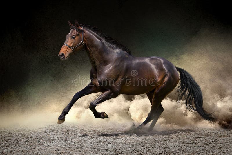 Horse gallop in desert