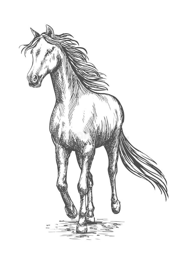 Horse Gallop Running. Pencil Sketch Portrait Stock Vector