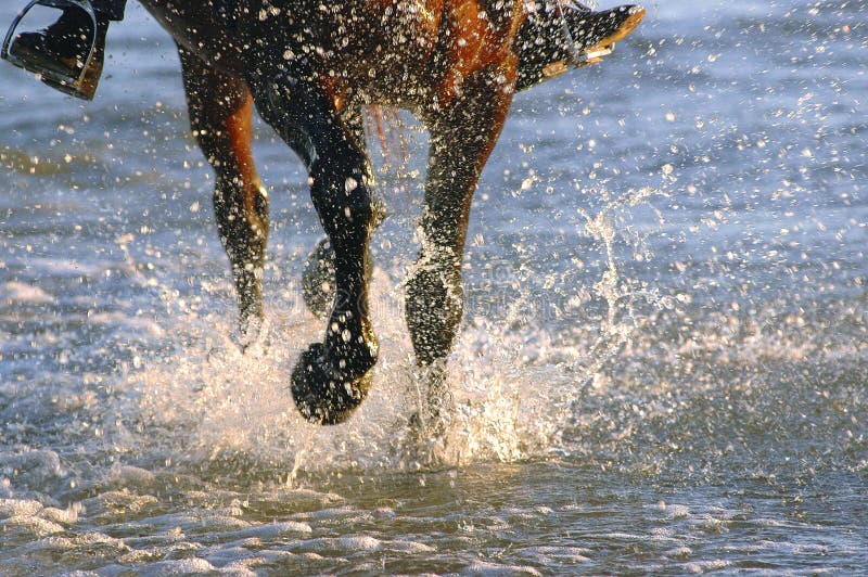 Un cavallo galoppo il mare Acqua sul il primo la luce mattina sul Spiaggia da capricorno Costa, centrale,.