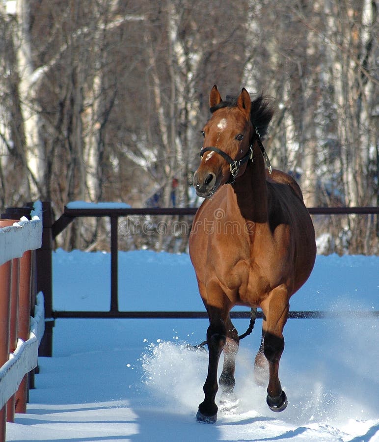 Close up of yearling horse galloping through winter snow. Close up of yearling horse galloping through winter snow.