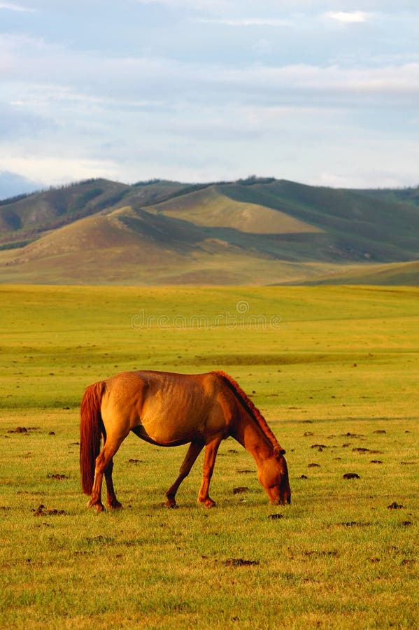 Horse on grassland